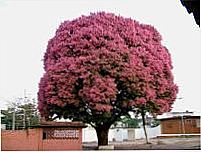 PE DE IPE ROXO, Por alzira
