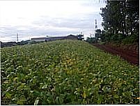Planta�ao de soja-Foto:Ivo Boing 