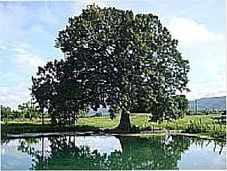 cidade de �rico Cardoso