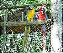 Aves