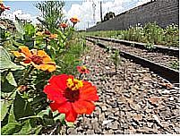 Flores na linha do trem em Arapongas-Foto:Paulo Yuji Takarada
