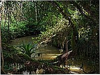 Ribeir�o-Foto:rodrigo dittmar