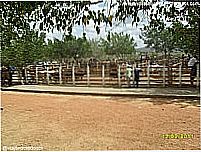 Feira de compra e venda de bois-Foto:Sergio Falcetti