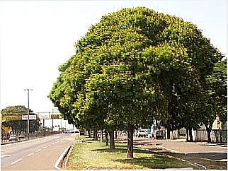 cidade de Floriano