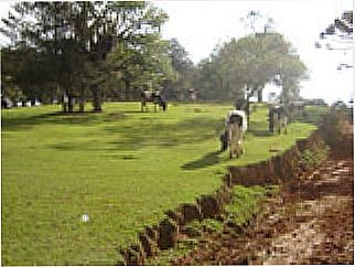 cidade de Guajuvira