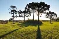 Ibema - Lavoura de Trigo em Ibema, Por Edison Caetano
