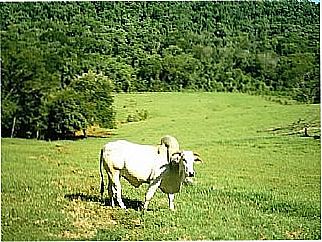cidade de Laranjal
