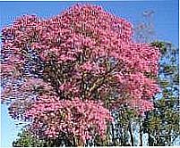 Ip� Rosa