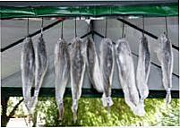 Pesca da Corvina, Por tathy