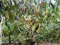 Ibirapitanga - Plantio de cacau em Ibirapitanga-BA-Foto:Beto Santana
