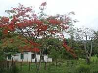 Ibirataia - Ibirataia-BA-Flamboyant em área rural-Foto:MARCELO S F
