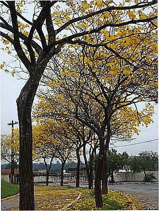 cidade de Pitanga