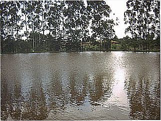 cidade de Selva