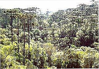 cidade de Turvo