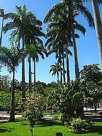 Conceição de Macabu - Palmeiras na Praça José Bonifácio Tassara em Conceição de Macabu-Foto:Petter Entringer