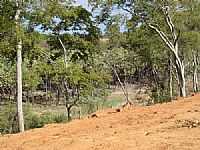 Itaguaçu da Bahia - Vegetação do Povoado de Almas em Itaguaçu da Bahia-BA-Foto:MMAlencar