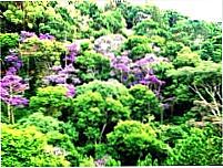Festival de cores na Serra, Por mércia silva