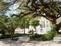 Valença - Centenário flamboyant de Santa Isabel, Por Mércia Silva