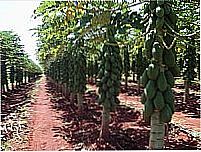 Planta��o de Mam�o em Bara�na-Foto:Eli� Estevam