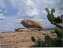 Sapo de Pedra - Fernando Pedroza