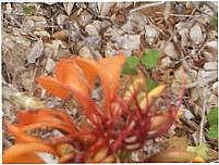 , Por Naninha Ferreira