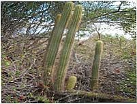 Jandaíra - RN, Por Naninha Ferreira