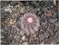 furnas, Por Naninha Ferreira