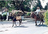 Transporte animal em Martins-Foto:Agac� Di Oliveira