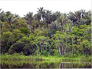 cidade de Cujubim
