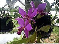 Pimenteiras do Oeste