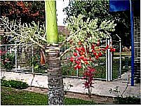 Pacaraima