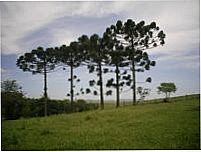 Araucárias - Por Lucimara Jacques Vieira