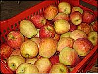 Produção de Maçã