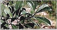 Ervais