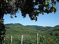 Bento Gonçalves - Vinhedos-Casa Valduga em Bento Gonçalves-RS-Foto:Romão