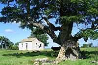 Caçapava do Sul - Tapera e Velha Árvore-Foto:Darlan Corral