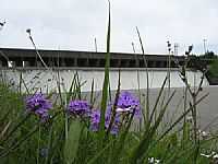 Camaquã - Flores no gramado do Vertedouro da Barragem em Camaquã-Foto:Henrique de BORBA