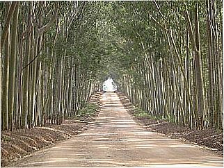 cidade de Eldorado do Sul