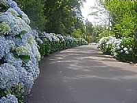 Gramado - Rua de hortênsias em Gramado-RS-Foto:eliseo carlos martín…