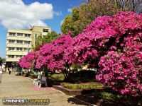 Guaporé - Azaléias na Praça, Por Caminhos de Guaporé