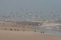 Mostardas - FLAMINGOS NA BEIRA MAR EM MOSTARDAS, Por ANA LOPES