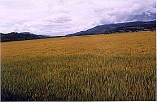 cidade de Agron�mica