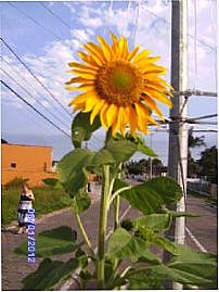 GIRASOL, Por ROSA MARIA
