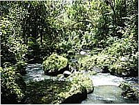 Parque Mata Atl�ntica-Foto:Paulo Roberto Witosl�