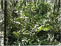 Parque Mata Atl�ntica-Foto:Paulo Roberto Witosl�