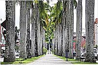 Rua das Palmeiras foto
Marcelo Martins