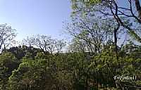 Floresta em Chapecó-Foto:fredysilva11
