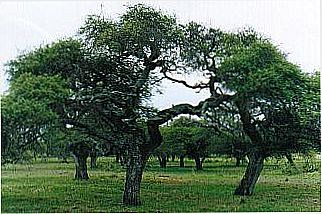 cidade de Espinilho