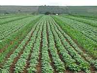 Poço Verde - Cultivo de feijão em Poço Verde-Foto:ademildo