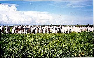 cidade de Ara�atuba
